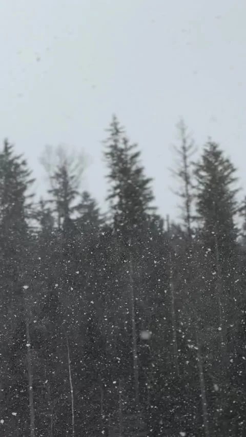Heavy Snowfall Over Dark Evergreen Forest in Winter Stock Footage 346503072
