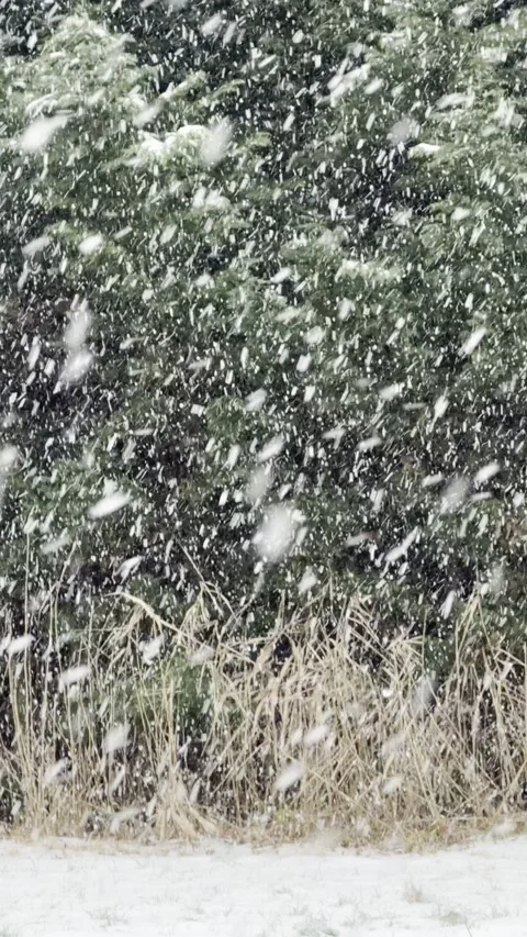 Heavy Snowfall Over Evergreen Forest Background Video stock 329099798