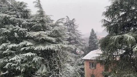 Heavy snowfall over large green cedar trees and a red house in a quiet winter Stock Footage 333160514