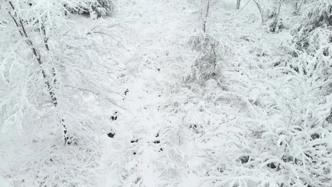 Heavy Snowfall over Winter Forest Terrain Stock Footage 108179579