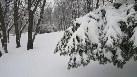 Heavy snowfall in the park 스톡 동영상 94754327