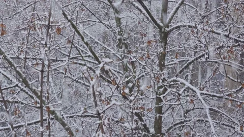 Heavy snowfall in a park Video stock 151177707