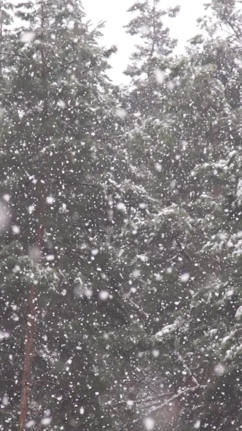 Heavy snowfall in a pine forest captured in slow motion. Видео 339650702