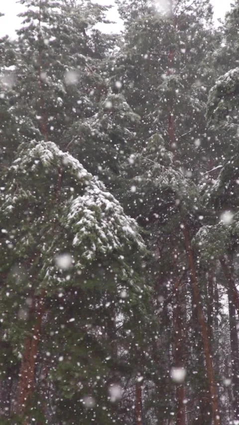 Heavy snowfall in a pine forest captured in slow motion. Stock Footage 339650833