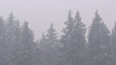 Heavy snowfall in a pine forest Stock Footage 119454289