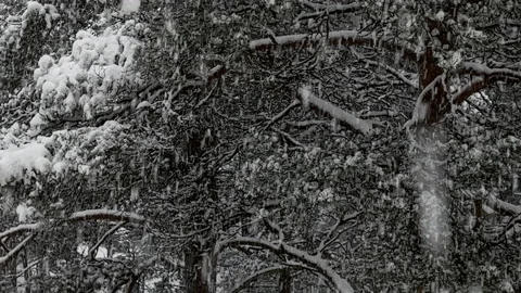Heavy snowfall in Pine forest Video stock 167461195