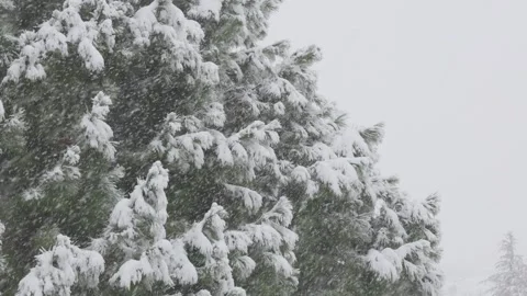 Heavy snowfall on pine tree branches in winter forest Stock Footage 346687077