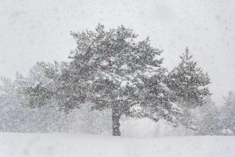 Heavy snowfall on pine trees in field Stock Photos