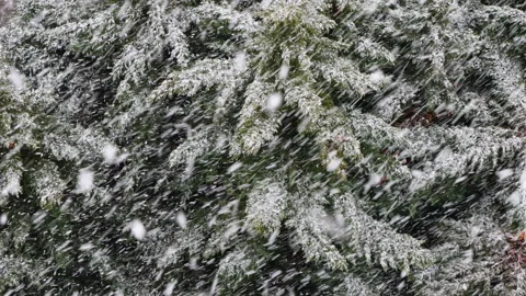 Heavy snowfall on the pine trees in the forest. Snowstorm and nature winter Stock Footage 151346500