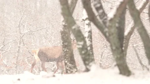 Heavy snowfall Red deer, Cervus elaphus, big animal in the snow nature forest ha Stock Footage 169278898