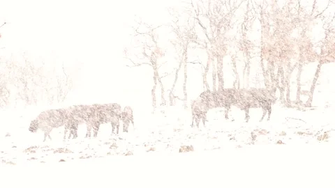 Heavy snowfall Red deer, Cervus elaphus, big animal in the snow nature forest ha Stock Footage 169278939