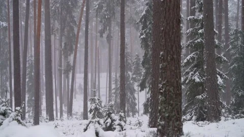 Heavy snowfall in remote wild wooded forest terrain, Wintertime. Video stock 231901370