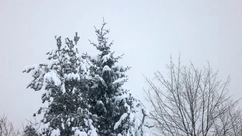 Heavy snowfall settles on a fir tree in Norway. Filmed in 120 fps slow Vídeos de archivo 235429393