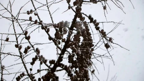 Heavy Snowfall in Slow Motion 스톡 동영상 84883223