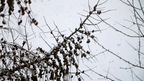 Heavy Snowfall in Slow Motion 스톡 동영상 84883663
