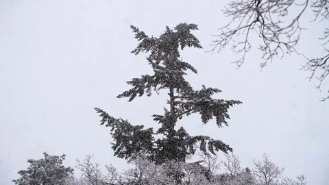 Heavy Snowfall in Slow Motion Vídeo Stock 84889231