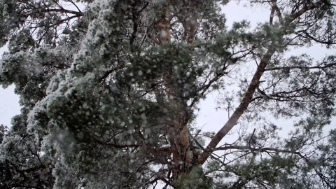 Heavy Snowfall in Slow Motion Vídeo Stock 84889371