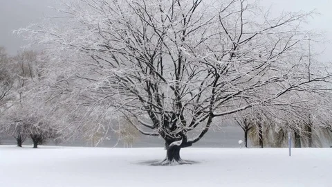 Heavy Snowfall in Slow Motion Vídeo Stock 84906556