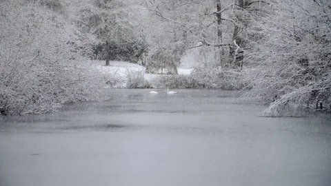 Heavy Snowfall in Slow Motion with Swans Stock Footage 84891510