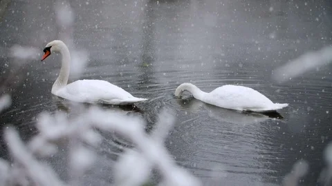 Heavy Snowfall in Slow Motion with Swans Stock Footage 84893013
