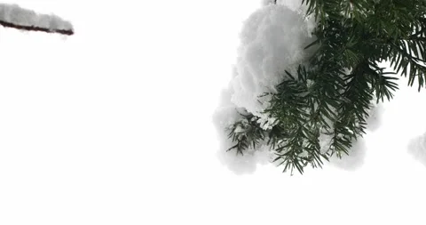 Heavy snowfall on snow covered pine tree branch macro close up shot Stock Footage 146884369