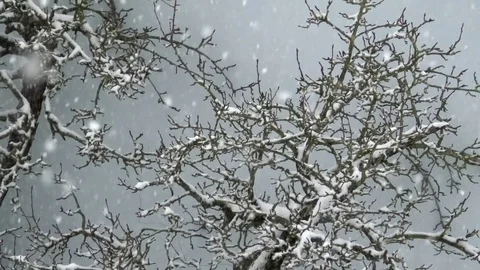 Heavy snowfall. Snow falling on tree crowns, grey sky, snowy weather, snowflakes Stock Footage 83270546
