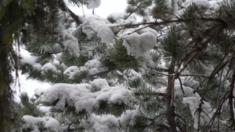 Heavy snowfall with snow piling up on tree close up Stock Footage 143753006