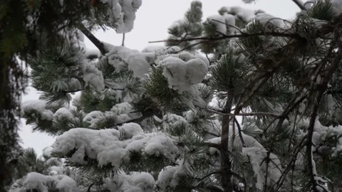 Heavy snowfall with snow piling up on tree close up in slow motion Stock Footage 143753026