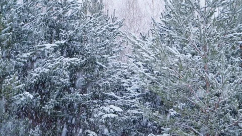 Heavy snowfall in a snowy forest, large flakes of snow are falling. Stock Footage 263697808
