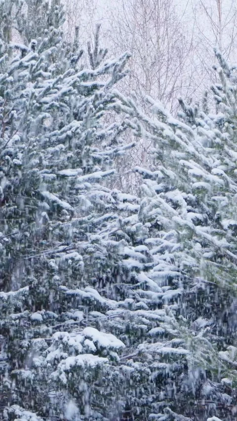 Heavy snowfall in a snowy forest, large flakes of snow are falling. Stock Footage 267647057