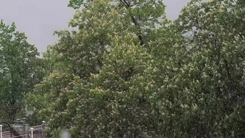 Heavy snowfall in spring falling on flowering chestnut trees.  Szklarska Pore Stock Footage 326873183