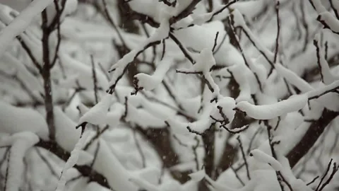Heavy snowfall sprinkles snow-covered tree branches. Stock Footage 134968676