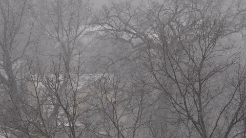 Heavy snowfall with strong wind on a background of tree branches Stock Footage 125282363