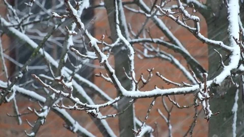 Heavy snowfall sweeps a branch of nuts tree 스톡 동영상 83053717
