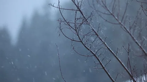 Heavy Snowfall by a Tree branch | Raw video | 4K | 60fps 库存影片 244952269