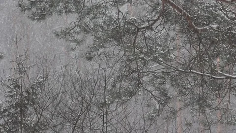 Heavy snowfall with tree branches and forest in the background Stock Footage 86426867
