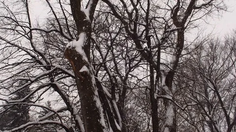 Heavy snowfall in the trees Stock Footage 108570652