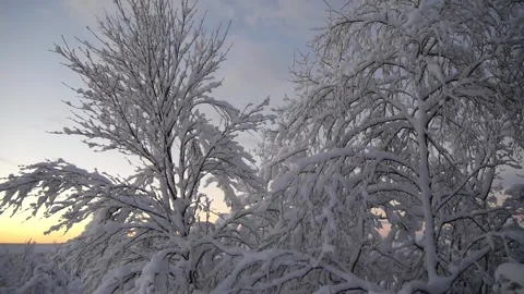 Heavy snowfall on trees Stock Footage 160984558