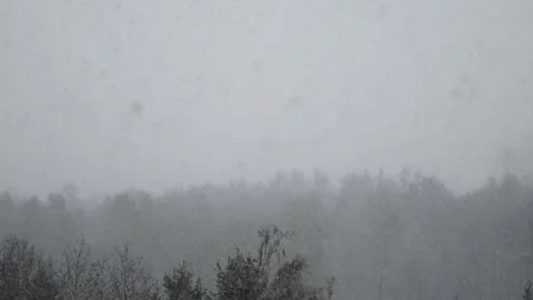 Heavy snowfall with trees Stock Footage 293623234