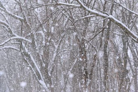Heavy snowfall on trees in forest Stock Photos