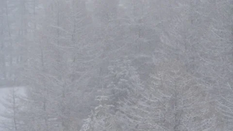 Heavy snowfall on trees in the mountains 動画素材 133043597