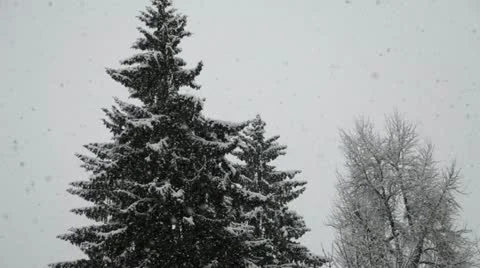 Heavy snowfall &amp; trees sharp to blur HIGH SPEED Stock Footage 20902279