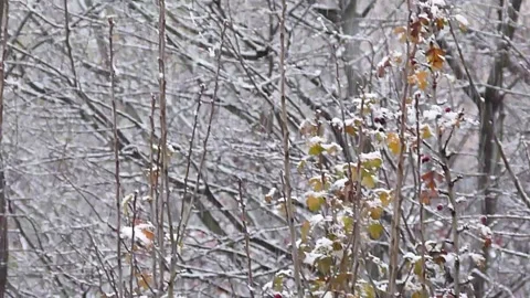 Heavy snowfall on trees in the woods Stock Footage 150351104