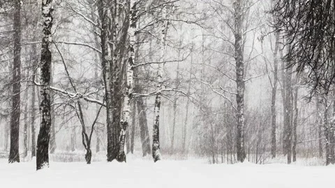 Heavy snowfall in a wild park, large flakes of snow are slowly falling, people Stock Footage 166584577