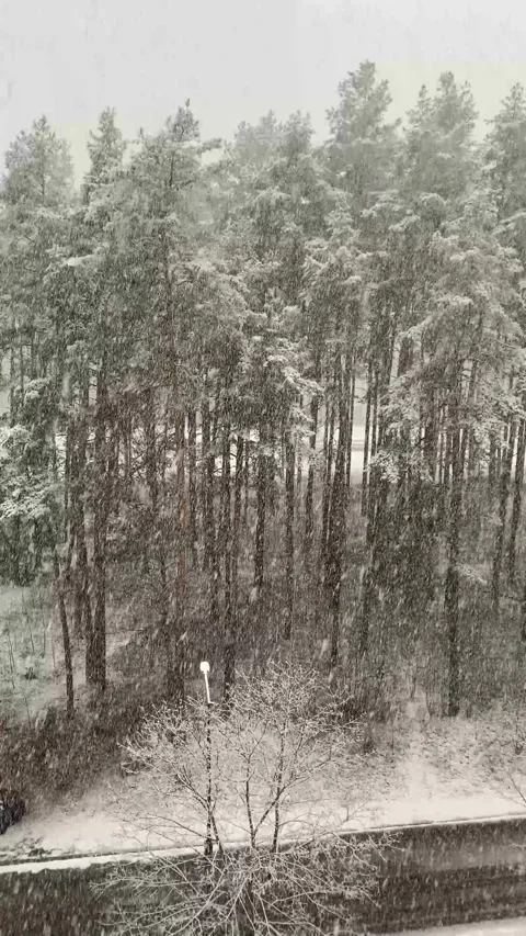 Heavy snowfall in winter among trees, tall fir trees in snow, large snowfla.. Stock Footage 309134238
