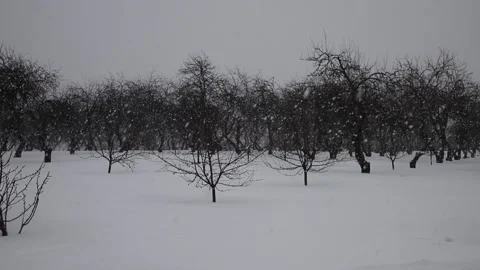 Heavy Snowfall In Winter In An Apple Garden Stock Footage 150334663