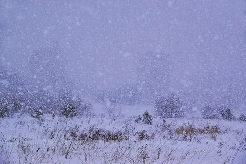 Heavy snowfall in winter forest. Frontal weather change, winter storm. Stock Photos
