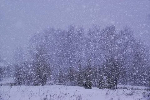 Heavy snowfall in winter forest. Frontal weather change, winter storm. Stock Photos