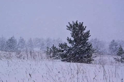 Heavy snowfall in winter forest. Frontal weather change, winter storm. Stock Photos