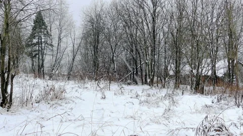 Heavy Snowfall in Winter Forest, Slider Shot Stock Footage 47912543